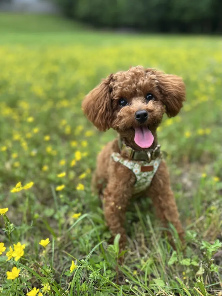 Poppy, Becca's red toy poodle, sitting in a field of yellow wildflowers with her tongue out